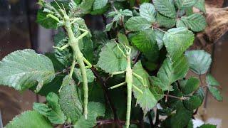 eBay PURCHASE - Diapherodes gigantea (decking out a spare ExoTerra)