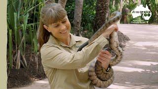 Terri and Tyson the black-headed python | Irwin Family Adventures