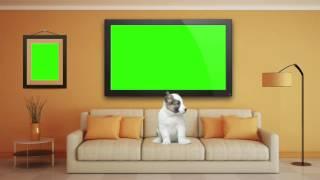 Green Screen Plasma TV