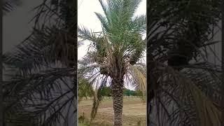 Dates Tree | Dates Palm | Massive Dates #shortvideo #shorts