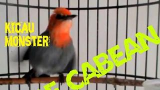 Burung cabe jawa gacor jinak tidak gila