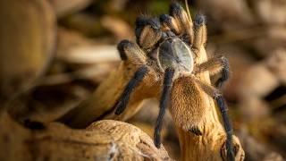 Nature's Sapphire in the Socotra Spider Kingdom -  Monocentropus balfouri