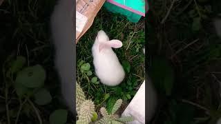 Little Rabbit #bunny #animals #shortsvideo #viralvideo #luckyrabbits