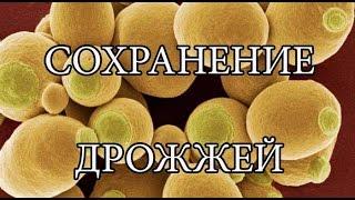 Как использовать дрожжи многократно. Сохранение дрожжей