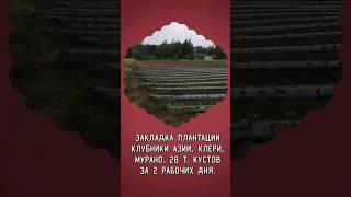 Закладка плантации клубники Азии, Клери, Мурано. 28 тыс. кустов за 2 рабочих дня.