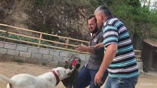 Dogo Argentino vs cane corso