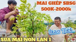 Út Sửa Mai non lần đầu Phương Bình báo giá mai bao chơi Tết giá rẻ từ 500-2000k ghép SBSG chính hiệu