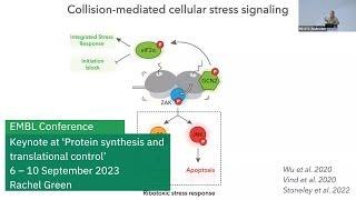 EMBL keynote lecture: The colliding ribosome as a hub for translational regulation...