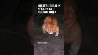 Perjuangan Seekor Anak Kucing