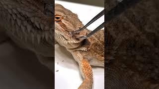 No (BGM) ULTIMATE Bearded Dragon Stay Rad SATISFYING SHED REMOVAL! @ChuckNorrizBeardedDragons