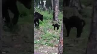 CAT Vasya vs BEAR