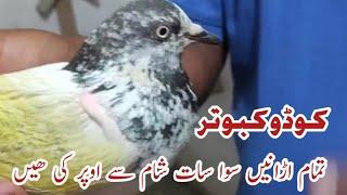 Champion Punjab Ustad Munir Shah ||Kodu Kabutr||Champion Kabutr ||Pakistan Pigeons Club