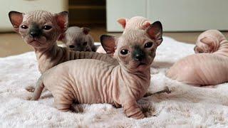 So Cute Sphynx Cats - Sphynx Kitten