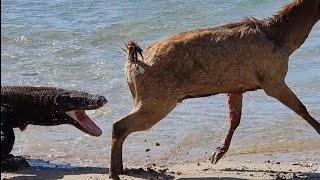 Komodo Ambush  deer in the sea