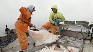 Wrapping up the Season Pt.3 - Halibut Longlining in Alaska