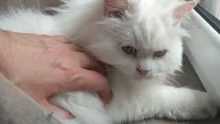 Playing with my white doll face persian cat