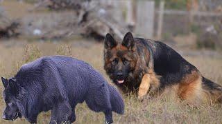 How to Check Pure German Shepherd Dog Breed | Dogmal