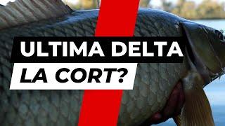 ULTIMA DELTA LA CORT!?! -  Pescuit la crap in Delta Dunarii - 4K