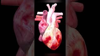 Human Heart ️ heartbeat sound with 3D animation | #shorts | #youtubeshorts | #viralshorts