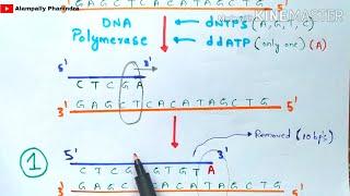 Sanger DNA sequencing | Made easy to understand | Bio science