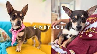 Short Body + Big Ears = Cindy Lou the loving lap dog