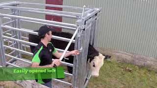 Cattle yard - Boss headbail - Kiwi Cattle Yards