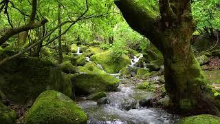 Beautiful Forest Sounds for Healing - Nature Sounds help You Sleep, Meditate, Relax, and Study