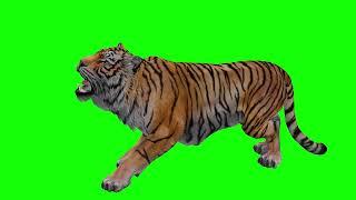 Free Green Screen Video Download Tiger [4K]