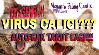 CARA MENGOBATI VIRUS CALICI PADA KUCING | 100% LANGSUNG SEMBUH