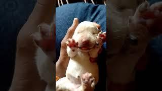 🫶Bom Dia e Uma otima  semana  pessoal #shorts #labrador #tiktok #viral #cute #puppy