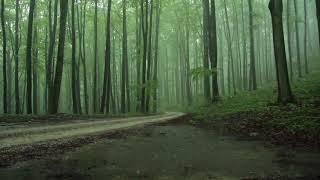 Rain Sounds 8 Hours / The Sound of Rain Falling in a Foggy Forest / Relaxing