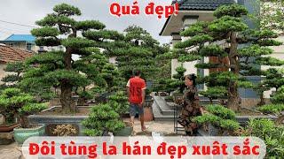 Đôi tùng la hán dáng trực đẳng cấp