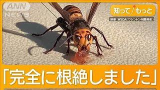 オオスズメバチ根絶を宣言「侵略的外来種」5年がかり　小型発信器で巣突き止め　米国【知ってもっと】【グッド！モーニング】(2024年12月26日)