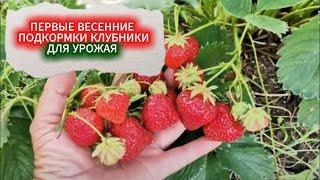 ПЕРВАЯ ПОДКОРМКА КЛУБНИКА ВЕСНОЙ ДЛЯ УРОЖАЯ. ЧЕМ ПОДКОРМИТЬ КЛУБНИКУ ПОСЛЕ ТЕПЛОЙ ЗИМЫ