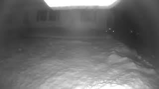 YIPPING FOX.....caught on security camera... listen to the entire video