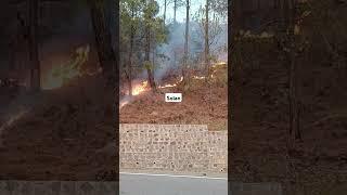 #shorts #chandigarhtoshimlaroad #youtubeshorts #solan #fire #fireinhachal #jungleaag #trending #vlog