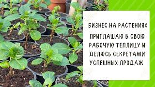 ПОКАЗЫВАЮ КАК УСТРОЕН МОЙ ЦВЕТОЧНЫЙ БИЗНЕС ИЗНУТРИ! ДЕМОНСТРИРУЮ СВОИ ГОРТЕНЗИИ!