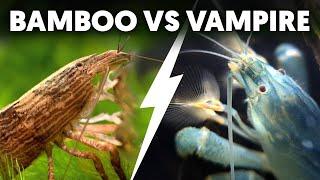 Bamboo VS Vampire Shrimp: Which Fan Shrimp Is Right For You?