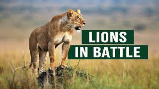 The Apex Predators Fighting To Feed Their 21 Lion Family | Pride In Battle | Full Documentary