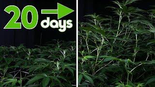 Cannabis Timelapse Bloom Cycle (Days 1-20)