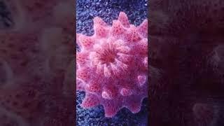 SEA STAR FARTS