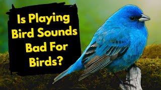 Is Playing Bird Sounds ACTUALLY BAD For Birds? (Important Bird Watching Science!)