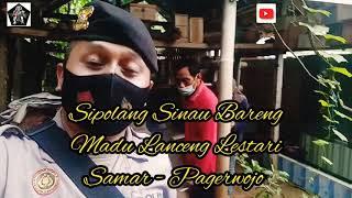 Sipolang | Madu Lanceng Lestari