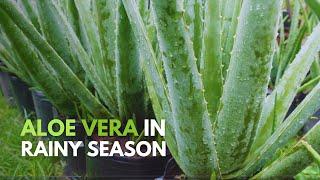 How To Take Care of Aloe vera During The Rainy Season