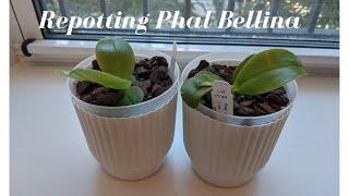 Novelty Phalaenopsis!  Repotting Phalaenopsis Bellina & Phalaenopsis Violacea into Self Watering Pot