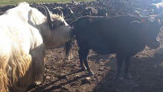 very powerful yak try meeting cow | Animals earth ||