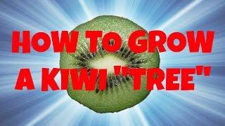 How to Grow a Kiwi "Tree" from a Store Bought Kiwi. Step-by-Step