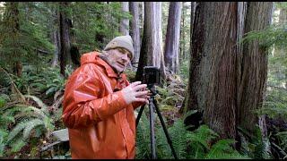 The Last Stand / PHOTOGRAPHING Vancouver Islands last remaining OLD GROWTH FORESTS