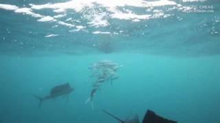 Atlantic sailfish (Istiophorus albicans) hunt a ball of sardines