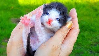 Lost kitten ! A cat gave birth to the kittens in our garden! Our cats and cats // Funny cats